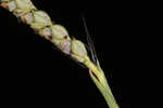 Hairyseed paspalum 